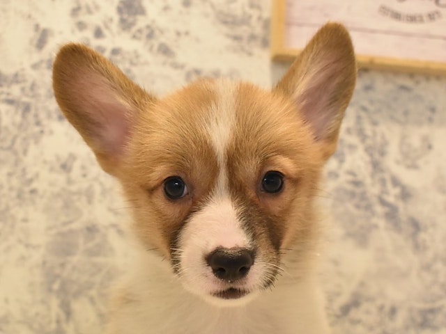 静岡県のウェルシュコーギーペンブローク (ペッツワン伊東店/2024年3月27日生まれ/女の子/レッドホワイト)の子犬